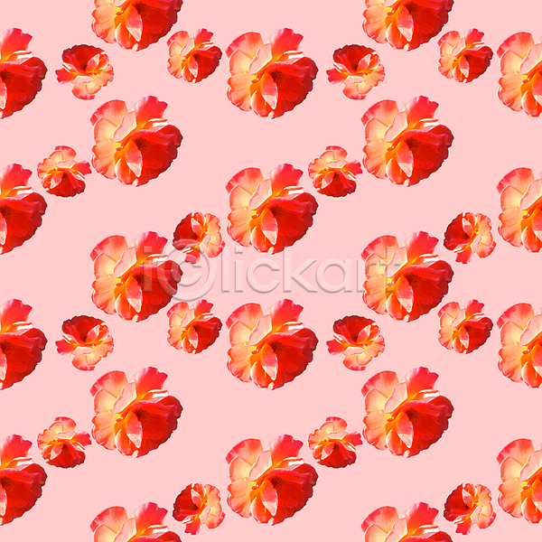 사람없음 JPG 포토 해외이미지 꽃 백그라운드 분홍색 패턴 패턴백그라운드