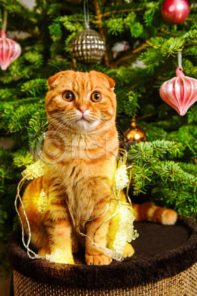 귀여움 사람없음 JPG 포토 해외이미지 고양이 반려동물 반려묘 상자 스코티시폴드 실내 앉기 알전구 크리스마스 크리스마스장식 크리스마스트리 한마리