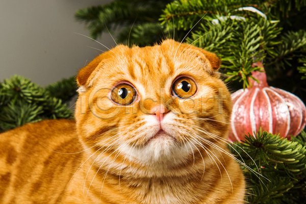 귀여움 사람없음 JPG 근접촬영 포토 해외이미지 고양이 반려동물 반려묘 스코티시폴드 실내 응시 크리스마스 크리스마스장식 크리스마스트리 한마리