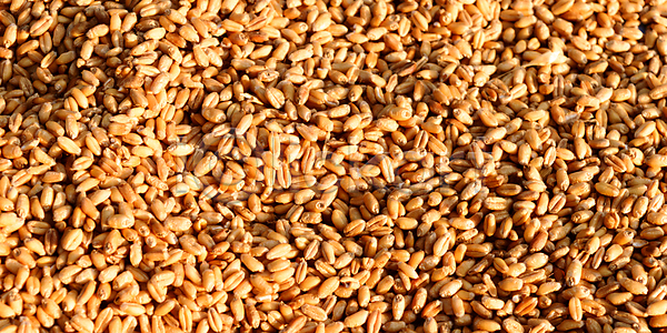 건조 신선 사람없음 JPG 일러스트 포토 해외이미지 갈색 건강식 계절 노란색 농업 농작물 다이어트 디자인 맑음 메밀 밀 밀가루 백그라운드 보리 빵집 섬유 수집 숙성 식사 씨앗 옥수수 요리 유기농 음식 자르기 자연 재료 채식주의자 추상 해외포토