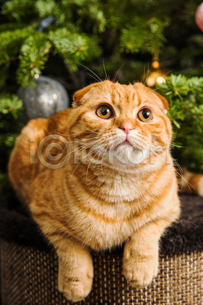 귀여움 사람없음 JPG 아웃포커스 포토 해외이미지 고양이 반려동물 반려묘 상자 스코티시폴드 실내 엎드리기 응시 크리스마스 크리스마스트리 한마리