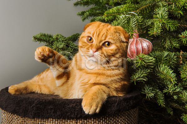 귀여움 사람없음 JPG 포토 해외이미지 고양이 눕기 반려동물 반려묘 상자 스코티시폴드 실내 크리스마스 크리스마스장식 크리스마스트리 한마리