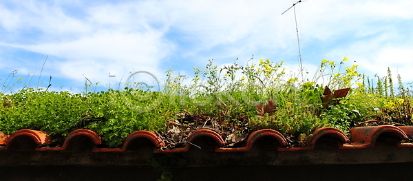 따뜻함 성장 행복 휴식 사람없음 JPG 포토 해외이미지 공상 구름 꽃 내추럴 노란색 마법 물 배너 백그라운드 버리기 벽지 뷰티 빛 생태계 식물 야외 에코 옛날 옥상 잎 자연 지붕 초록색 컬러풀 파라다이스 파란색 하늘 해외포토 허브 환경