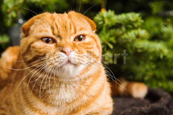 귀여움 사람없음 JPG 아웃포커스 포토 해외이미지 고양이 반려동물 반려묘 스코티시폴드 실내 엎드리기 크리스마스 한마리