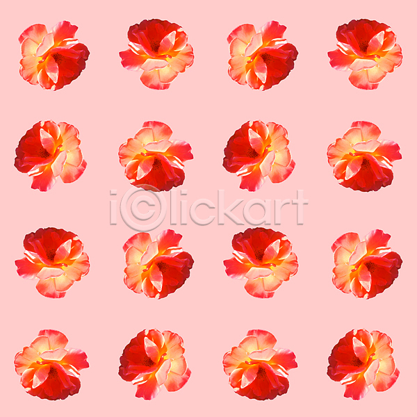 사람없음 JPG 포토 해외이미지 꽃 백그라운드 분홍색 패턴 패턴백그라운드