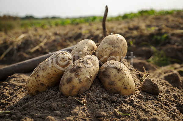 사람없음 JPG 아웃포커스 포토 해외이미지 감자 감자밭 농작물 야외 주간 흙