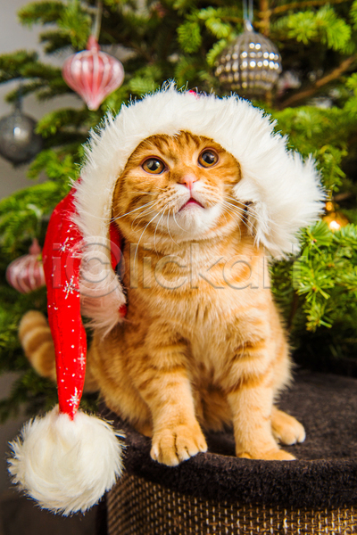 귀여움 사람없음 JPG 포토 해외이미지 고양이 반려동물 반려묘 산타모자 상자 스코티시폴드 실내 앉기 크리스마스 크리스마스장식 크리스마스트리 한마리