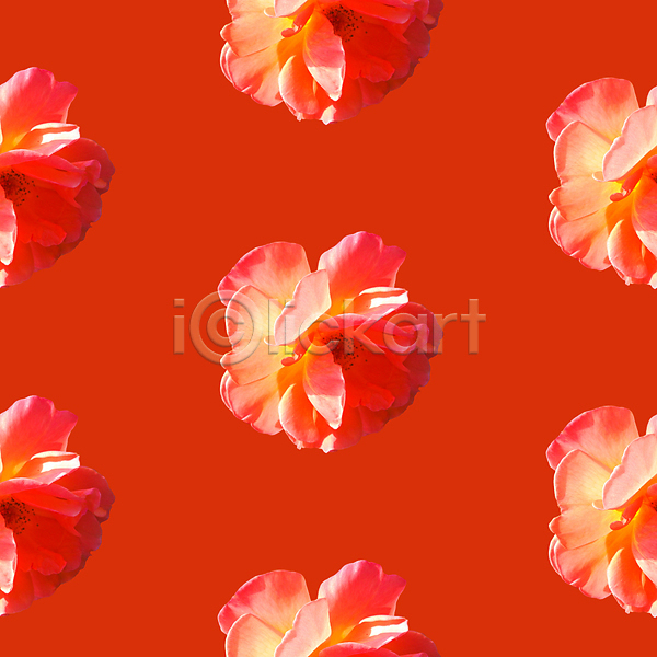 사람없음 JPG 포토 해외이미지 꽃 백그라운드 빨간색 패턴 패턴백그라운드