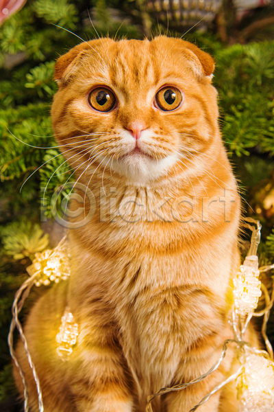 귀여움 사람없음 JPG 포토 해외이미지 고양이 반려동물 반려묘 스코티시폴드 실내 앉기 알전구 크리스마스 한마리