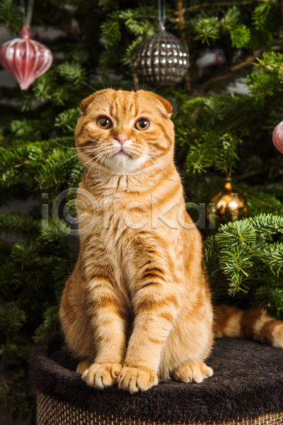귀여움 사람없음 JPG 포토 해외이미지 고양이 반려동물 반려묘 상자 스코티시폴드 실내 앉기 크리스마스 크리스마스장식 크리스마스트리 한마리