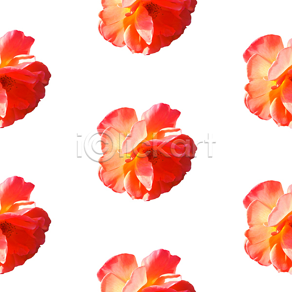 사람없음 JPG 포토 해외이미지 꽃 백그라운드 빨간색 패턴 패턴백그라운드 흰색