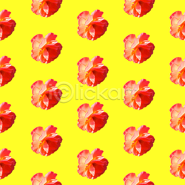 사람없음 JPG 포토 해외이미지 꽃 노란색 백그라운드 빨간색 패턴 패턴백그라운드