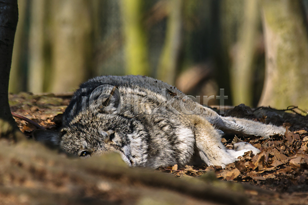 사람없음 JPG 소프트포커스 아웃포커스 포토 해외이미지 눕기 늑대 야생동물 야외 주간 한마리