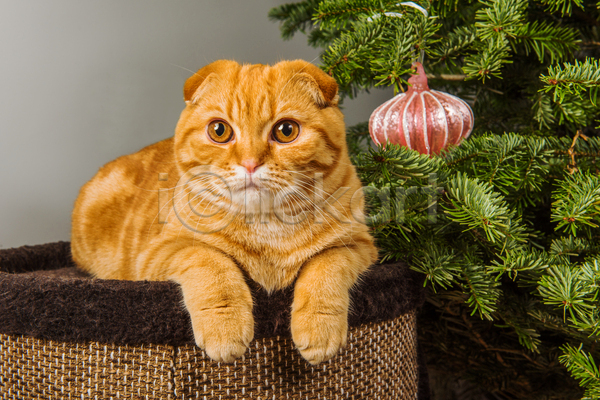 귀여움 사람없음 JPG 포토 해외이미지 고양이 반려동물 반려묘 상자 스코티시폴드 실내 엎드리기 크리스마스 크리스마스장식 크리스마스트리 한마리