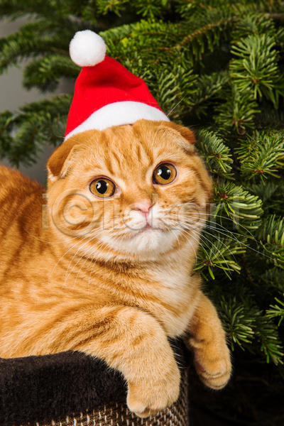 귀여움 사람없음 JPG 포토 해외이미지 고양이 반려동물 반려묘 산타모자 스코티시폴드 실내 엎드리기 크리스마스 크리스마스트리 한마리