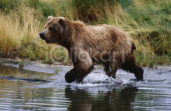 사람없음 JPG 옆모습 포토 해외이미지 강 경계 곰 달리기 미국 알래스카 야생동물 야외 자연 전신 포유류 한마리