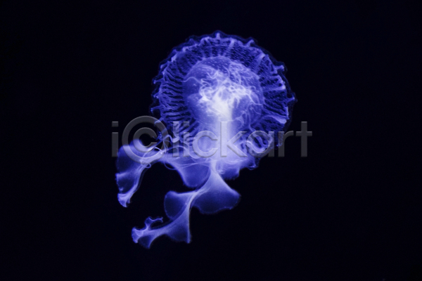 사람없음 JPG 포토 해외이미지 바닷속 보라색 수중동물 자포동물 한마리 해파리