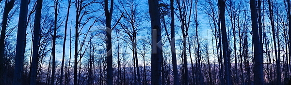 고독 추위 평화 사람없음 JPG 포토 해외이미지 겨울 계절 공원 나무 날씨 내추럴 눈내림 목재 백그라운드 숲 시골 식물 자연 파노라마 파란색 풍경 하늘 하이킹 해외포토 햇빛 환경 휴가 흰색