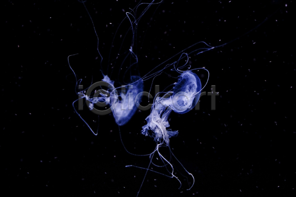사람없음 JPG 포토 해외이미지 두마리 바닷속 보라색 수중동물 자포동물 해파리