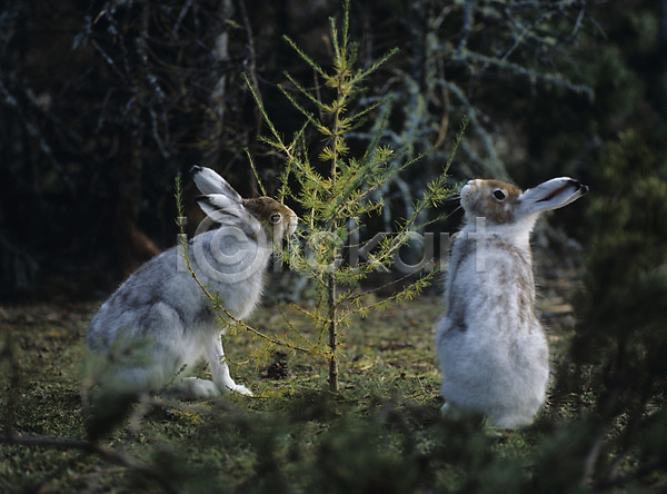 사람없음 JPG 옆모습 포토 해외이미지 2 나무 동물 먹기 묘목 쌍 야생동물 야외 자연 토끼 포유류