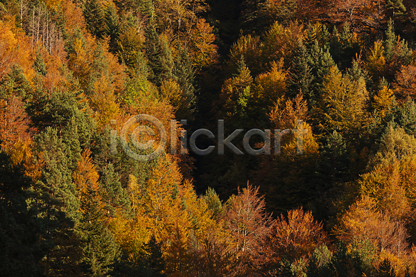 사람없음 JPG 포토 해외이미지 가을(계절) 가을풍경 나무 스페인 야외 자연 주간 주황색 풍경(경치) 피레네산맥