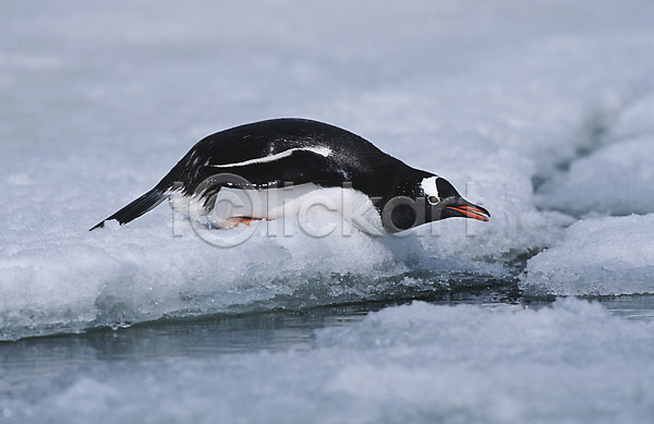 사람없음 JPG 옆모습 포토 해외이미지 남극 미끄러짐 야생동물 야외 얼음 자연 전신 젖음 조류 펭귄 한마리
