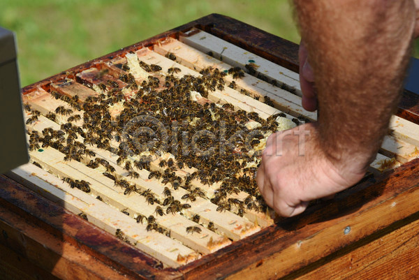 신체부위 JPG 포토 해외이미지 꿀벌 벌(곤충) 벌집 야외 양봉 양봉업 양봉장 주간
