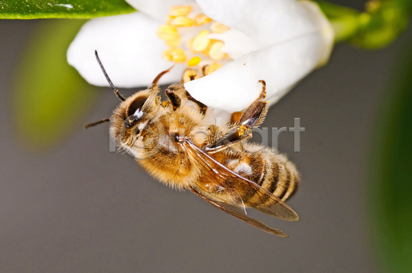 사람없음 JPG 근접촬영 아웃포커스 포토 해외이미지 꽃 꽃잎 꿀벌 벌(곤충) 자연