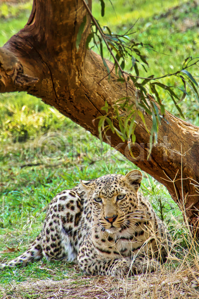사람없음 JPG 아웃포커스 포토 해외이미지 나무 나뭇가지 남아프리카 맹수 보츠와나 야생동물 야외 엎드리기 응시 자연 주간 초원(자연) 표범 한마리