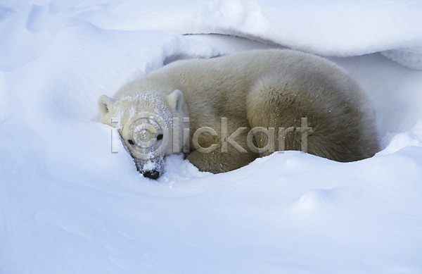 휴식 사람없음 JPG 포토 해외이미지 겨울 곰 눕기 야생동물 야외 자연 캐나다 포유류 한마리