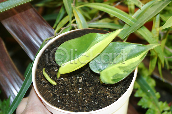 성장 사람없음 JPG 포토 해외이미지 그리너리 내추럴 냄비 백그라운드 브라질사람 식물 잎 자연 장식 초록색 포도나무 화초