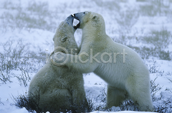 사람없음 JPG 옆모습 포토 해외이미지 겨울 곰 놀이 새끼 야생동물 야외 장난 캐나다 포유류