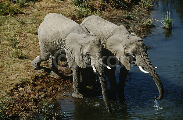 사람없음 JPG 포토 해외이미지 강 나미비아 마시기 야생동물 야외 자연 전신 코끼리 포유류