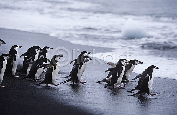 함께함 사람없음 JPG 옆모습 포토 해외이미지 걷기 남극 모션 서핑 식민지 야생동물 야외 자연 전신 조류 파도 펭귄