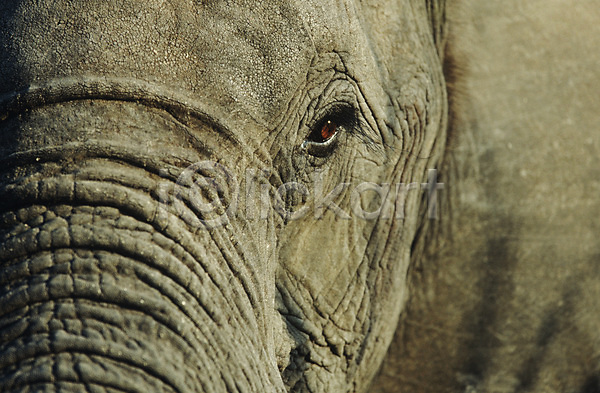 건조 사람없음 JPG 포토 해외이미지 눈(신체부위) 보츠와나 속눈썹 아프리카 야생동물 야외 자연 주름 코끼리 포유류 한마리