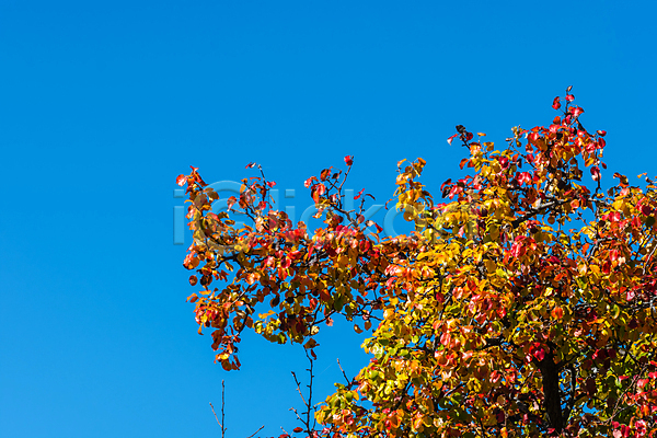 건조 변화 이동 행복 사람없음 JPG 포토 해외이미지 10월 11월 가을(계절) 갈색 건강 계절 공원 나무 나뭇가지 노란색 단풍 닫기 백그라운드 뷰티 빨간색 숲 야외 엘리먼트 염색 오렌지 오브젝트 잎 자연 장식 컬러풀 태양 풍경(경치) 하이킹 햇빛