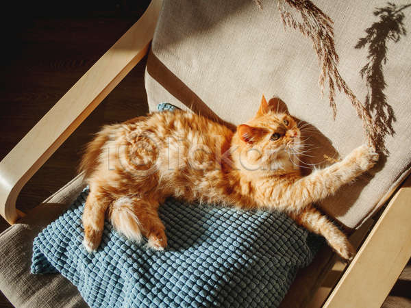 사람없음 JPG 포토 해외이미지 고양이 그림자 드라이플라워 반려동물 반려묘 베개 실내 의자 한마리 햇빛