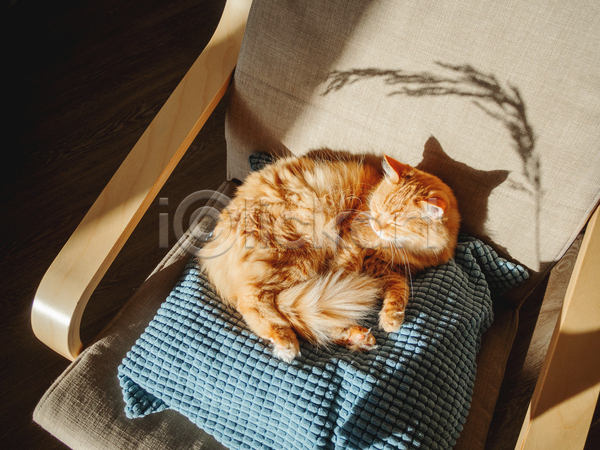 사람없음 JPG 포토 해외이미지 고양이 그림자 낮잠 반려동물 반려묘 베개 실내 의자 한마리 햇빛