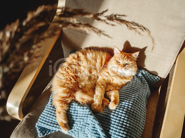 사람없음 JPG 소프트포커스 포토 해외이미지 고양이 그림자 드라이플라워 반려동물 반려묘 베개 실내 응시 의자 한마리 햇빛