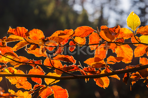 사람없음 JPG 아웃포커스 포토 해외이미지 가을(계절) 가을풍경 낙엽 단풍 야외 자연 주간 주황색 풍경(경치)
