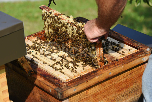 신체부위 JPG 아웃포커스 포토 해외이미지 꺼내기 꿀 꿀벌 들기 벌(곤충) 벌집 야외 양봉 양봉업 양봉장 주간