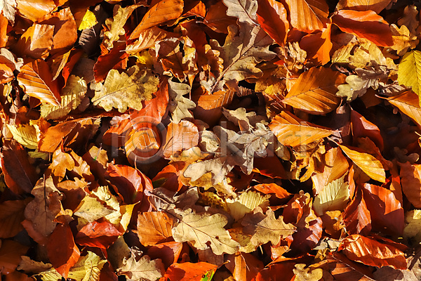 사람없음 JPG 포토 해외이미지 가을(계절) 가을풍경 낙엽 단풍 백그라운드 야외 자연 주간 주황색 풍경(경치)