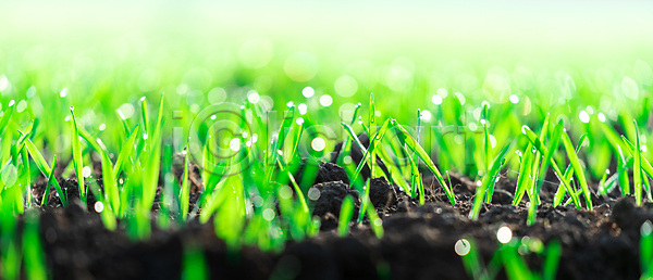 새로움 성장 신선 사람없음 JPG 포토 해외이미지 건강 검은색 계절 나무 내추럴 농업 농작물 농장 땅 땅바닥 먼지 모종 묘목 밭 밭일 백그라운드 봄 빛 산업 새싹 세련 시골 시리얼 식물 씨앗 여름 유기농 음식 일몰 잎 자연 작음 정원 줄서기 채소 초록색 해외포토 환경 흙