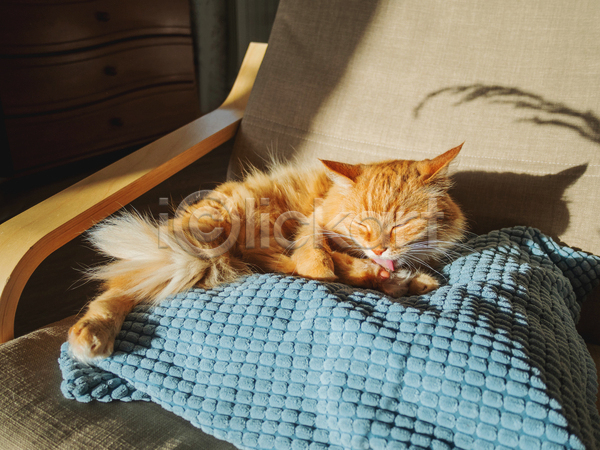 사람없음 JPG 포토 해외이미지 고양이 그루밍(고양이) 그림자 낮잠 반려동물 반려묘 베개 실내 의자 한마리 핥기 햇빛