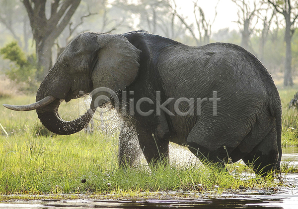 사람없음 JPG 포토 해외이미지 강 나무 물 물마시기 야생동물 야외 주간 초식동물 코끼리 풀(식물) 한마리