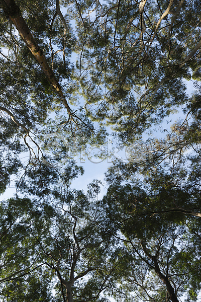 사람없음 JPG 포토 해외이미지 계절 공원 나무 나뭇가지 내추럴 목재 봄 상록수 생태학 숲 시골 식물 야외 여름(계절) 열대우림 잎 자연 정상 초록색 큼 파란색 하늘
