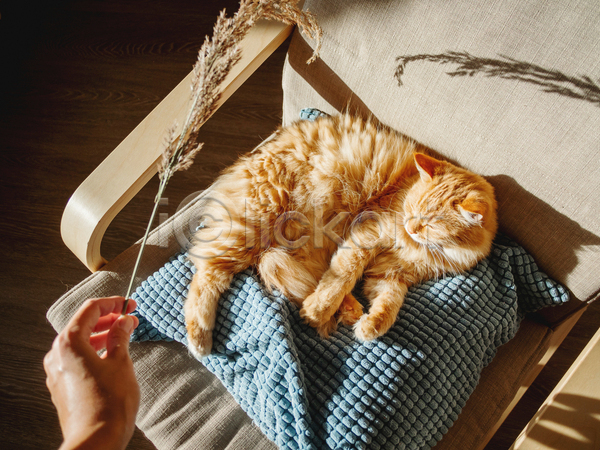 신체부위 JPG 포토 해외이미지 고양이 그림자 낮잠 드라이플라워 들기 반려동물 반려묘 베개 손 실내 의자 한마리 햇빛