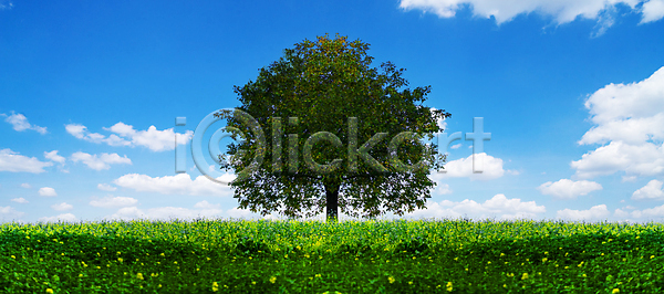 성장 신선 사람없음 JPG 포토 해외이미지 1 계절 구름 나무 날씨 내추럴 농업 농장 땅 맑음 밭 배너 백그라운드 봄 생태학 수평선 시골 싱글 야외 언덕 여름 잎 자연 잔디 장면 초록색 태양 파란색 풍경 하늘 해외포토 햇빛 환경 휴가