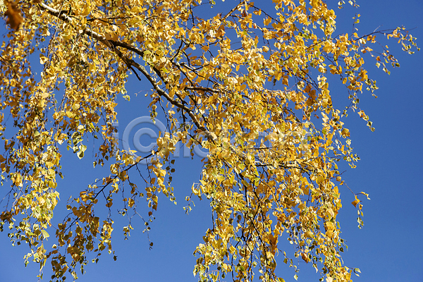 사람없음 JPG 포토 해외이미지 가을(계절) 가을풍경 백그라운드 야외 은행나무 은행잎 자연 주간 풍경(경치)