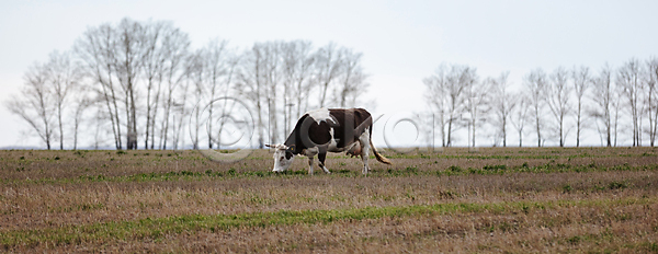 신비 신선 침묵 평화 사람없음 JPG 포토 해외이미지 가을 거리 건물 구름 꽃 나무 노란색 농장 도로 동물 러시아 맑음 먼지 밭 버리기 뷰티 소 수확 시베리아 어둠 여름 외양간 울타리 초록색 파노라마 패턴 폭풍 폭풍우 풍경 하늘 해외포토 황금 회색 흰색